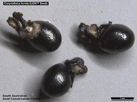   Seeds:   Corynotheca licrota ; Photo by South Australian Seed Conservation Centre, used with permission
